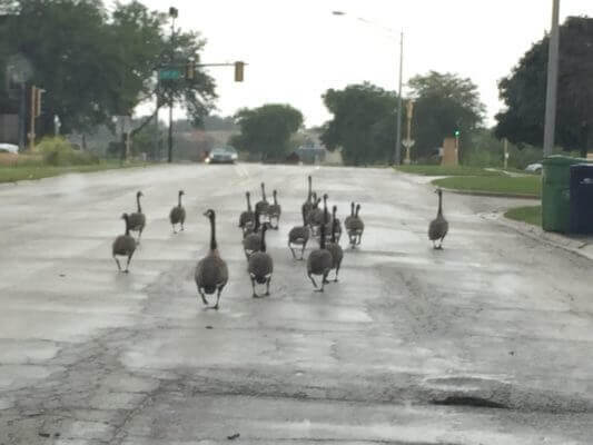 Geese blocking road in the suburbs. Photo courtesy of Ray Hanania