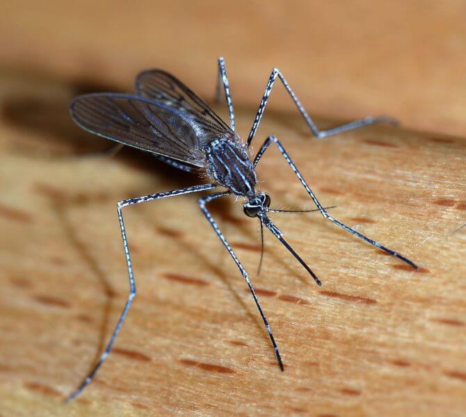 Mosquitos, courtesy of WIkipedia