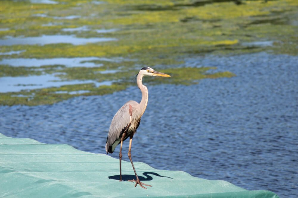 Heron Egret at Candlewick Lake in Illinois, near the Wisconsin Border south of Janesville in