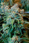 Gov. Pritzker, legislators move to legalize Adult-Use cannabis