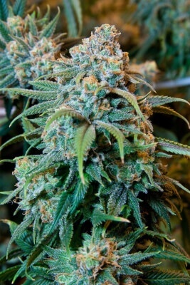 Cannabis plant (marijuana). Photo courtesy of Wikipedia