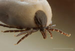 Ixodus ricinus Tick, photo courtesy of Wikipedia. Ticks, Tick, health