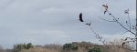American Bald Eagle over Candlewick Lake. Photo courtesy of Ray Hanania