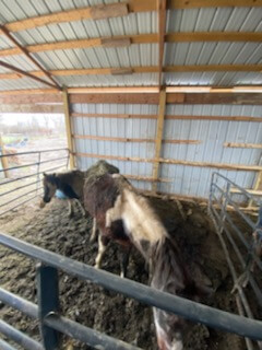 A Sauk Village man has been charged with multiple counts of animal cruelty and violation of owner’s duties after three emaciated horses were found on his property, Cook County Sheriff Thomas J. Dart announced today.
