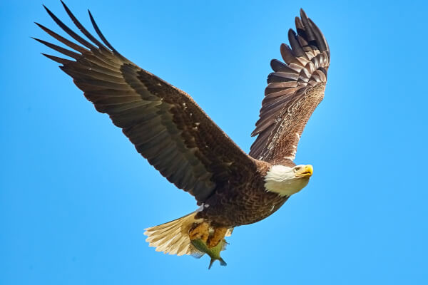 American Bald Eagle. Photo by Mathew Schwartz on Unsplash