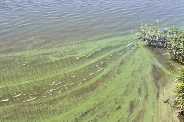 harmful algal (cyanobacteria) blooms (algae blooms)
