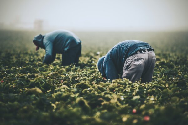 Migrants working fields. Photo by Tim Mossholder on Unsplash