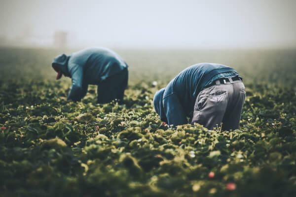 Migrants working fields. Photo by Tim Mossholder on Unsplash