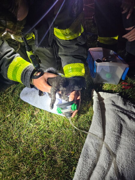 Firefighters with the Orland Fire Protection District who responded to a fire in an apartment at 15200 block of Al Camino Terrace on Saturday morning said the next day that they did find a kitten that needed respiratory aid that they saved.