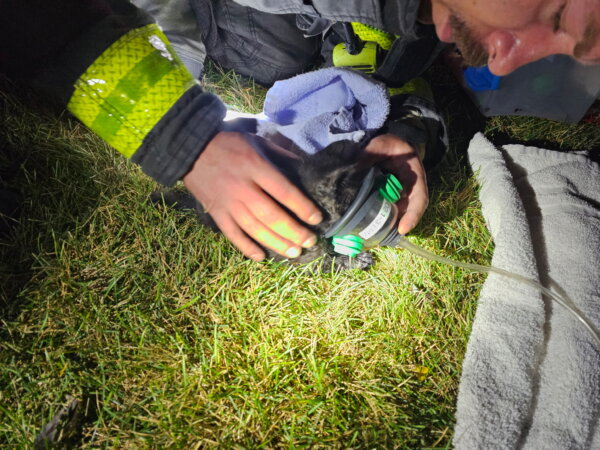 Firefighters with the Orland Fire Protection District who responded to a fire in an apartment at 15200 block of Al Camino Terrace on Saturday morning said the next day that they did find a kitten that needed respiratory aid that they saved.