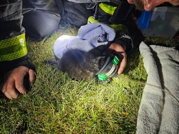 Firefighters with the Orland Fire Protection District who responded to a fire in an apartment at 15200 block of Al Camino Terrace on Saturday morning said the next day that they did find a kitten that needed respiratory aid that they saved.